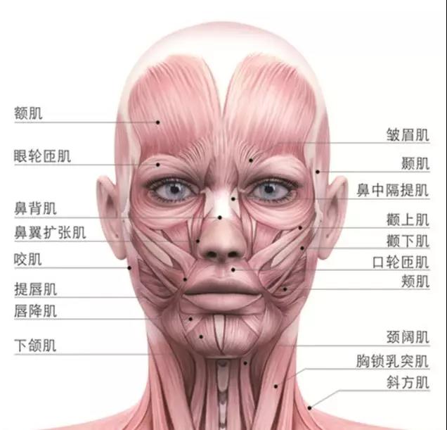 要想操作好小颜术手法(要领), 要分清楚肌肉的走向